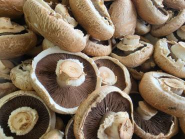 Climate-controlled specialty mushroom cultivation room