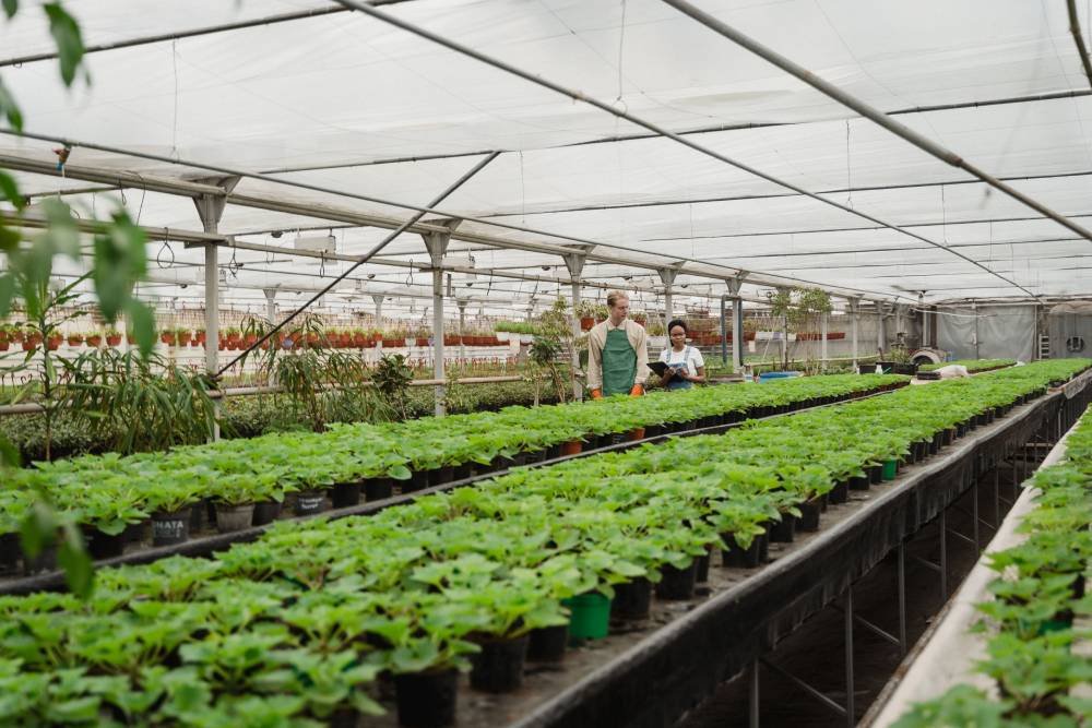 Professional grower team managing greenhouse crop quality
