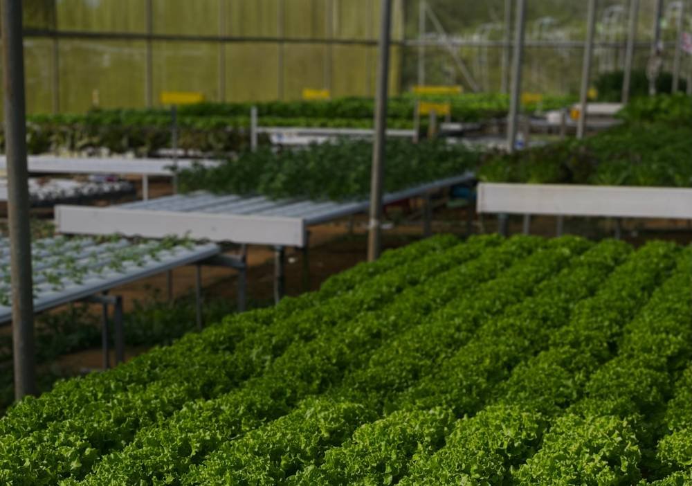 Sustainable hydroponic leafy greens production system