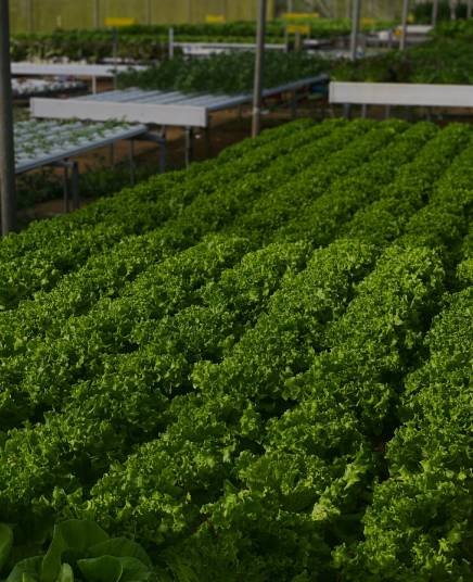AgriPortion commercial greenhouse facility exterior